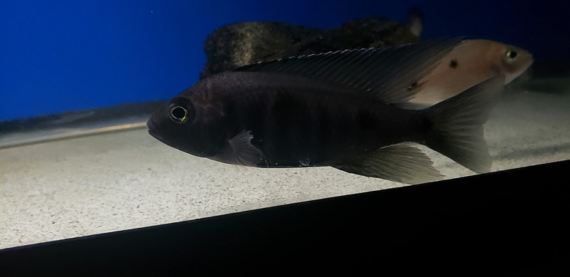 Copadichromis melas 'Mala Point'